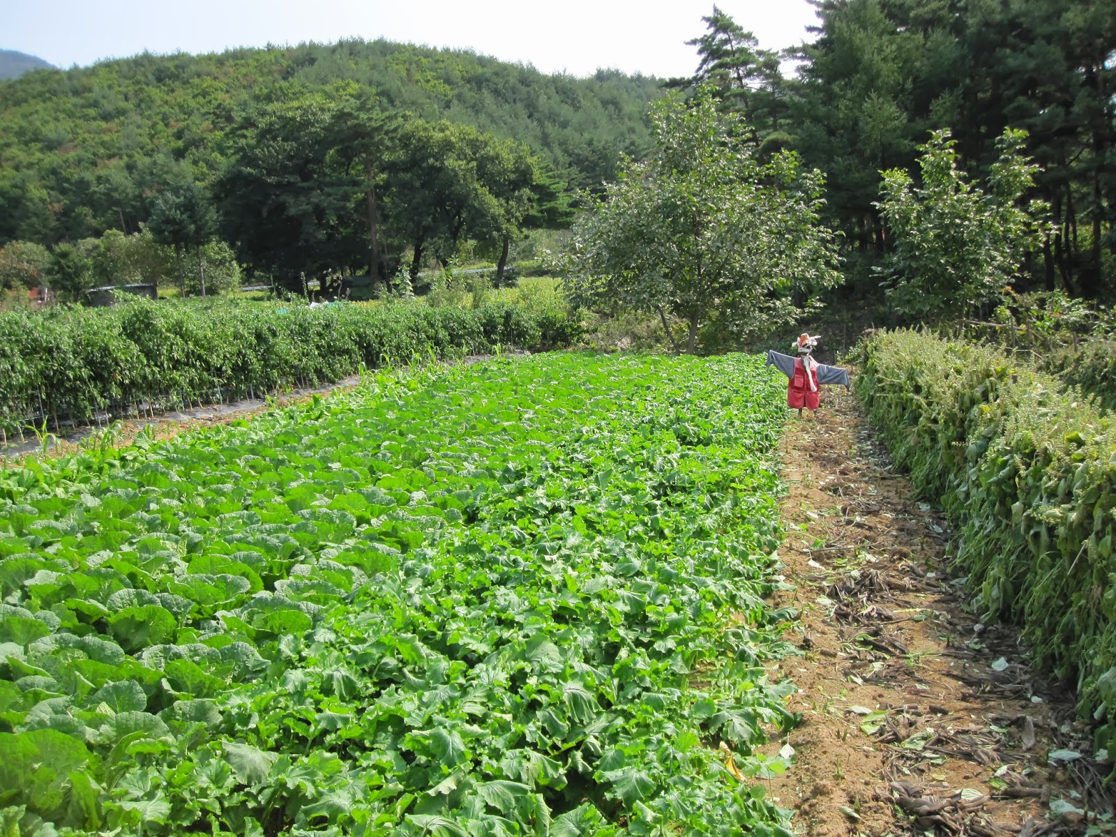 Teaching, South Korea, and Life Rural Korean Agriculture, or, What Do They Grow in the Mountains?