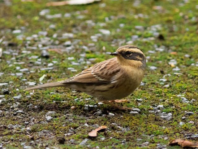 Siberian Accentor - Easington, Yorkshire