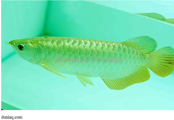 Ini Dia Jenis-Jenis Ikan Arwana Terbaik Harga Mahal dan ...