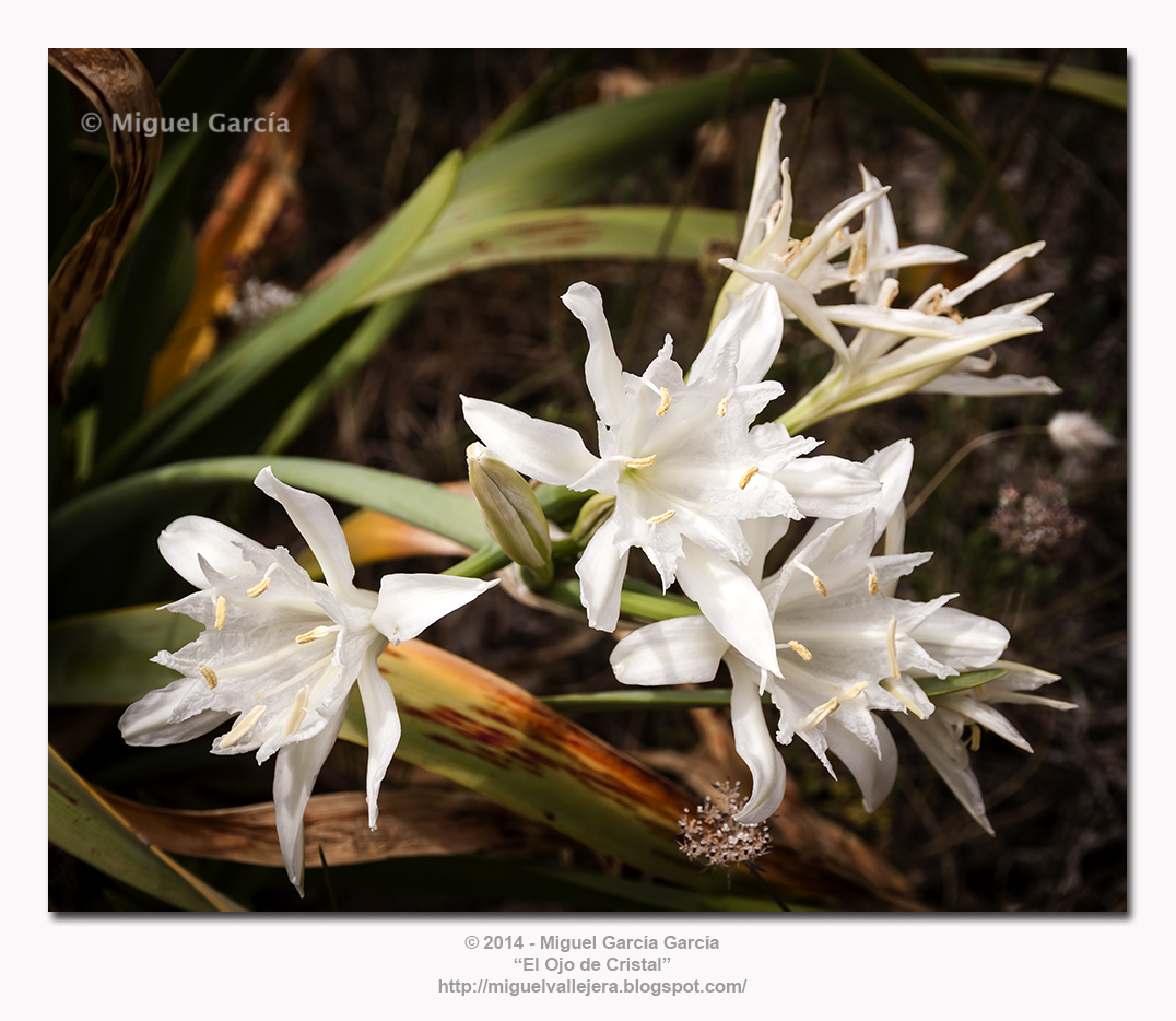 Pancratium Maritimum. Narciso, lirio o azucena de mar.