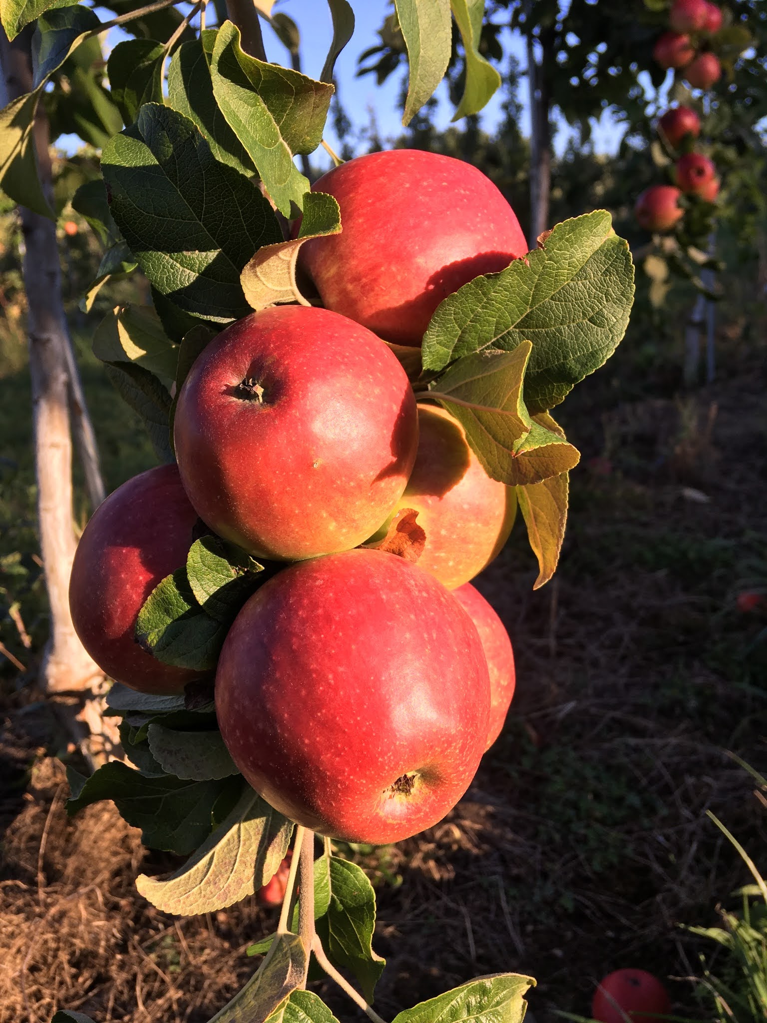 Along Came a Cider Cider Review Eden Cider's Peak Bloom and Black