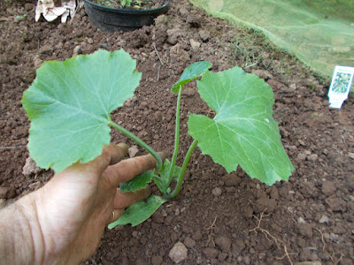 Courgette plant 80 Minute Allotment Green Fingered Blog