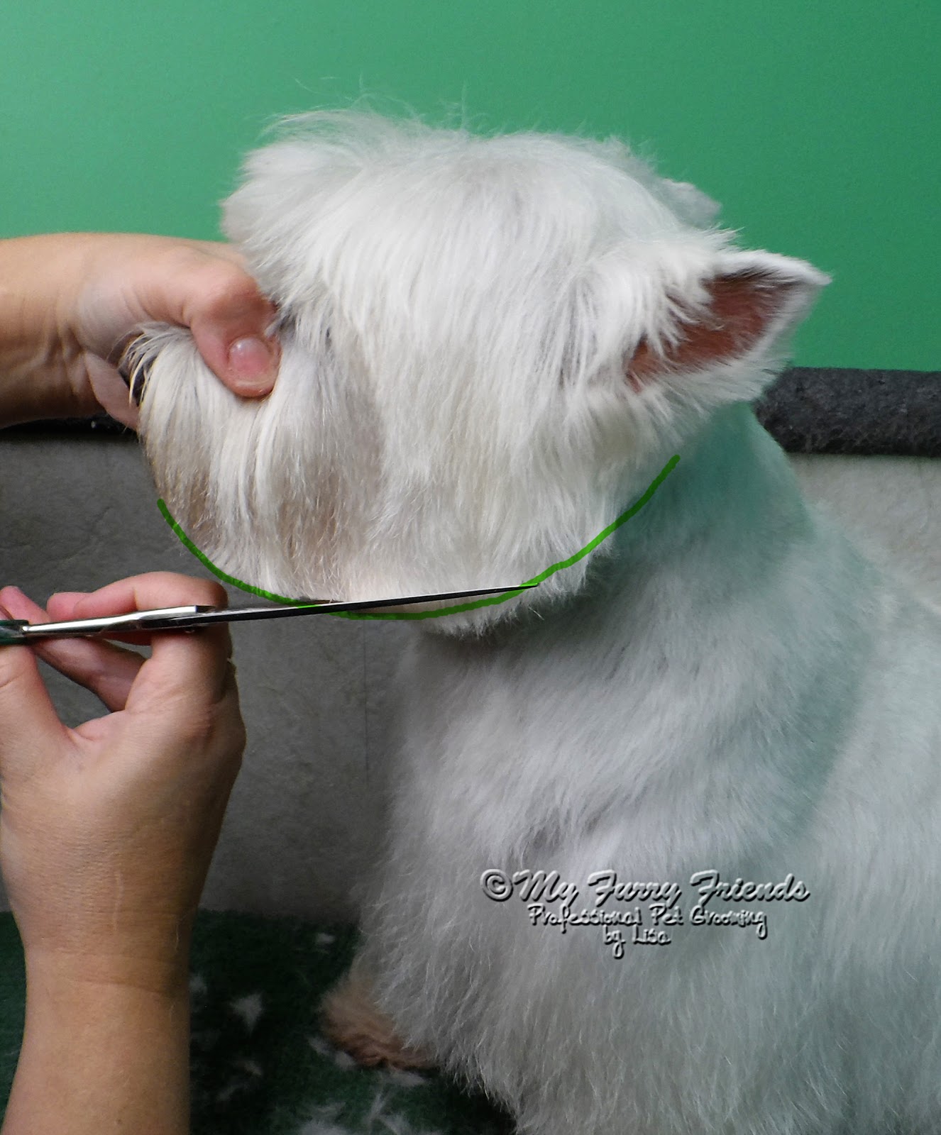 pet grooming: the good, the bad, & the furry: 'pet' westie cut