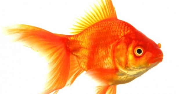 Japon Balığı Goldfish Ne Demek?