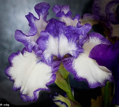 iris flower photo by Sylvestermouse