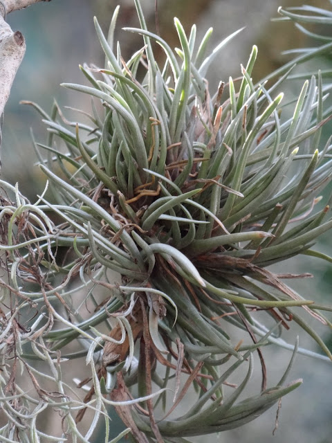 Tillandsia albertiana - Page 2 DSC03549