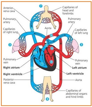 Makalah Tentang Sistem Peredaran Darah Biologi