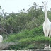 La dernière girafe blanche du Kenya et son petit sont tués par des braconniers