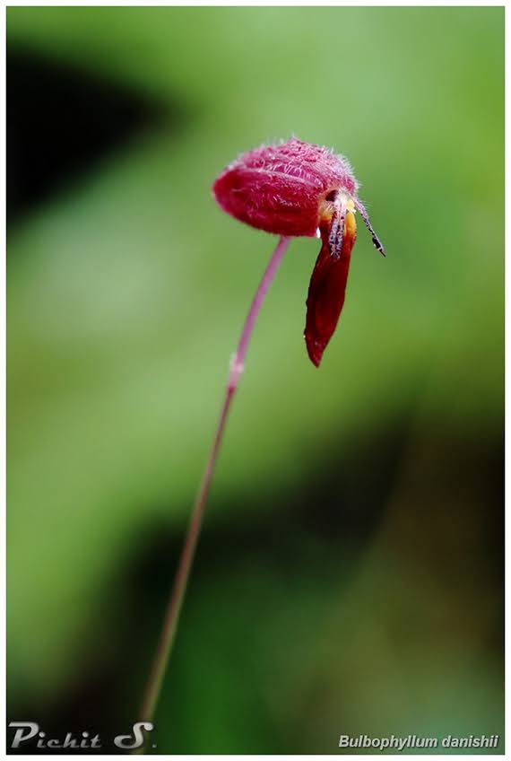 Bulbophyllum danishii
