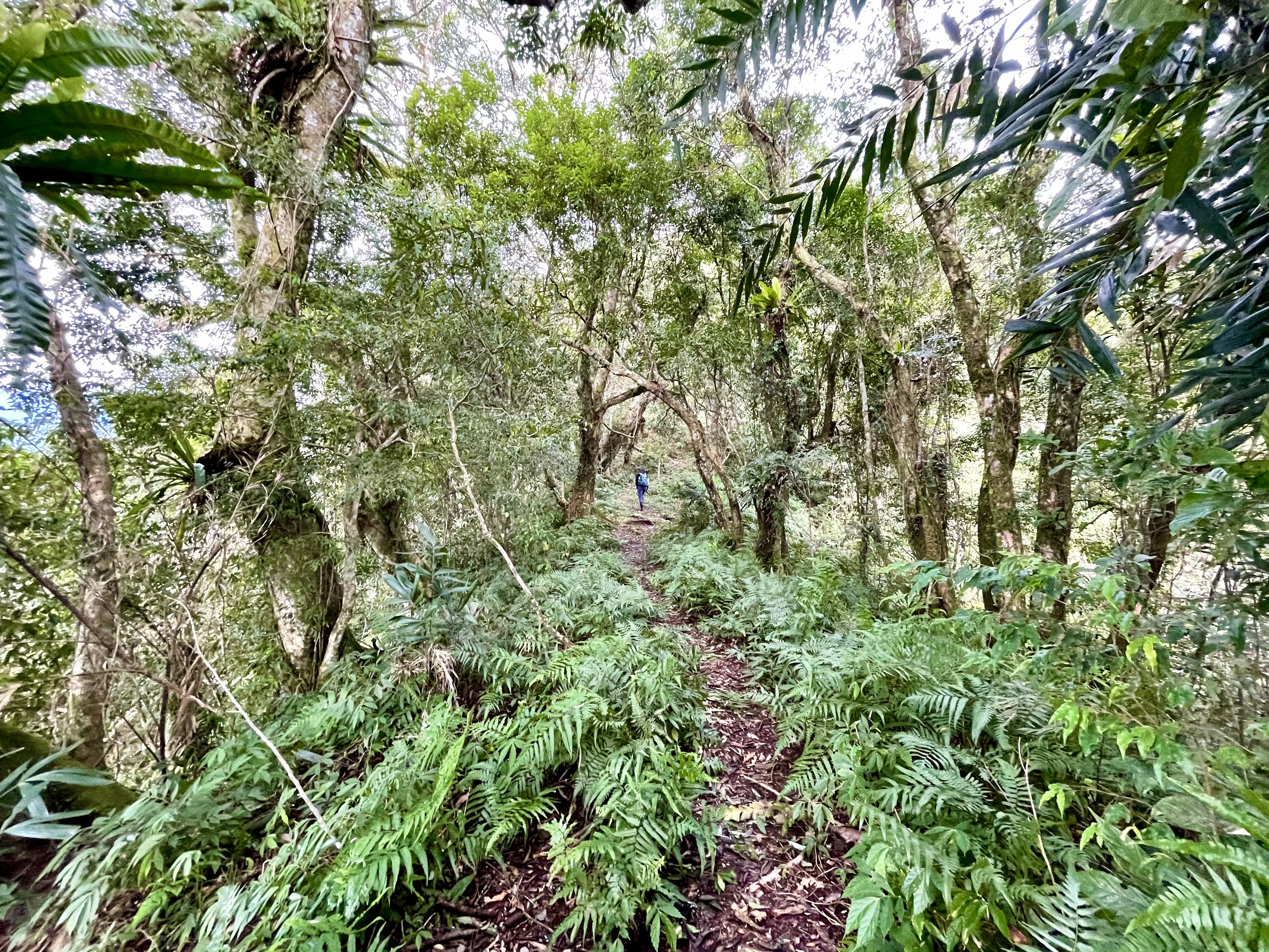 玉里山登山路線有一小段與清代八通關古道重疊
