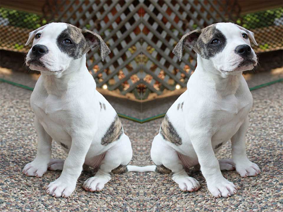 johnson bulldog puppies