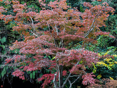 Autumn leaves: Kaizo-ji