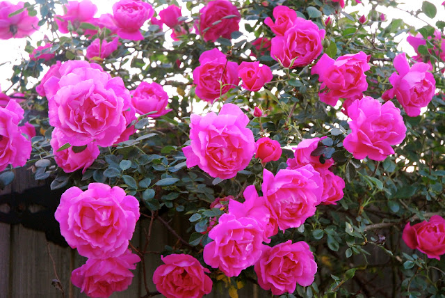 Rosa Sifu Si Pencinta Bunga Mawar Rose Changing Color Garden