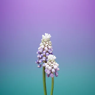 wallpaper iphone