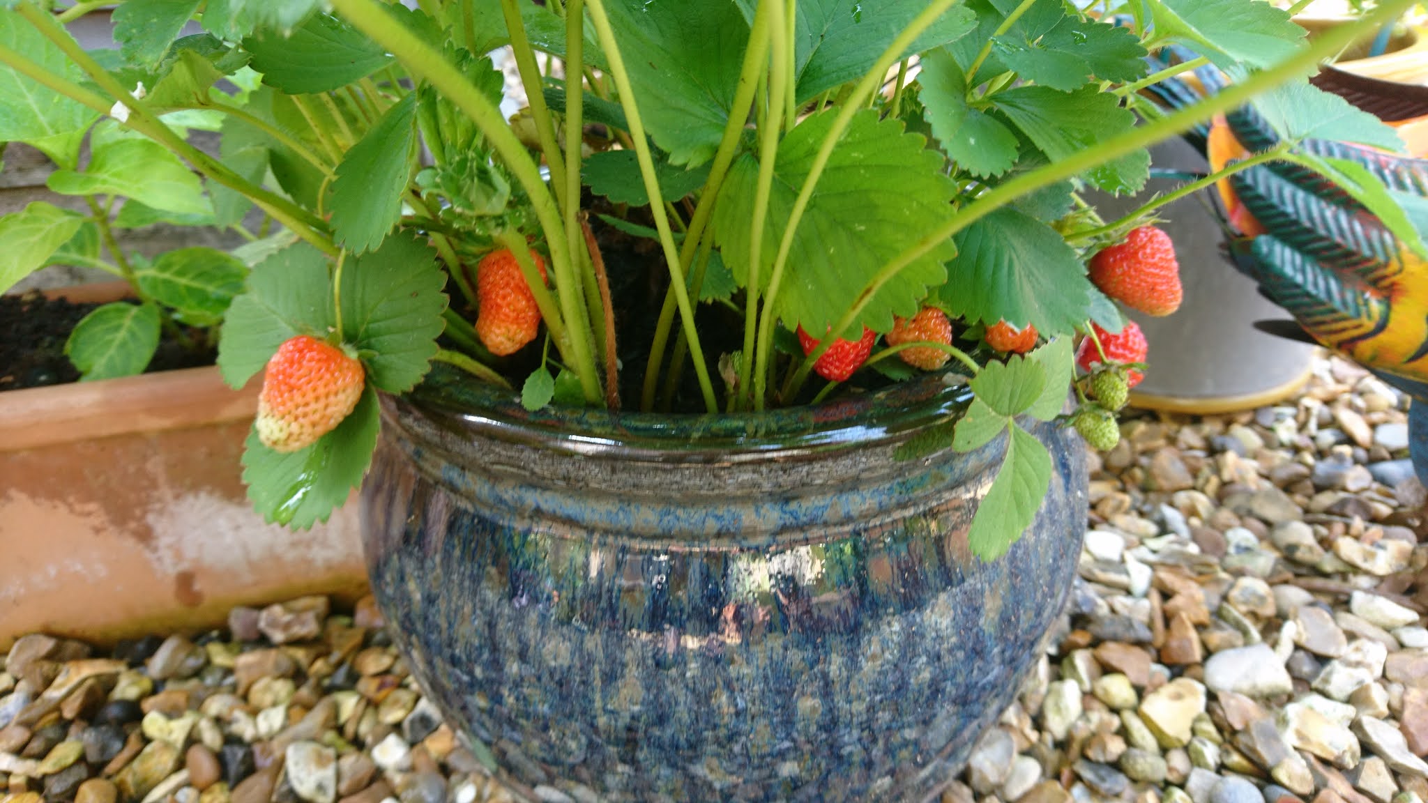 How to grow strawberries