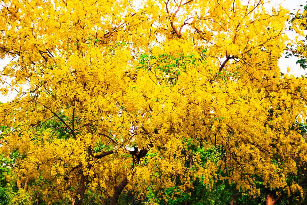 Top 10 flowering trees of India All In One ALP