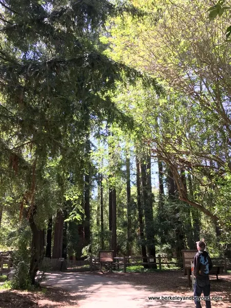 main trail at Redwood Grove Nature Preserve in Los Altos, California