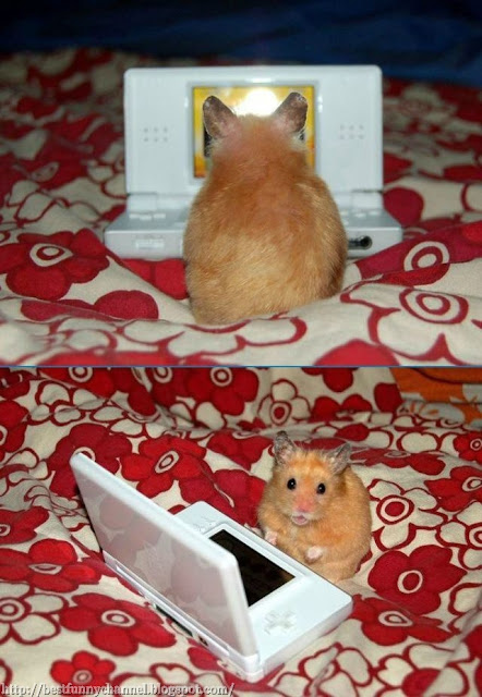 Hamster gamer. 