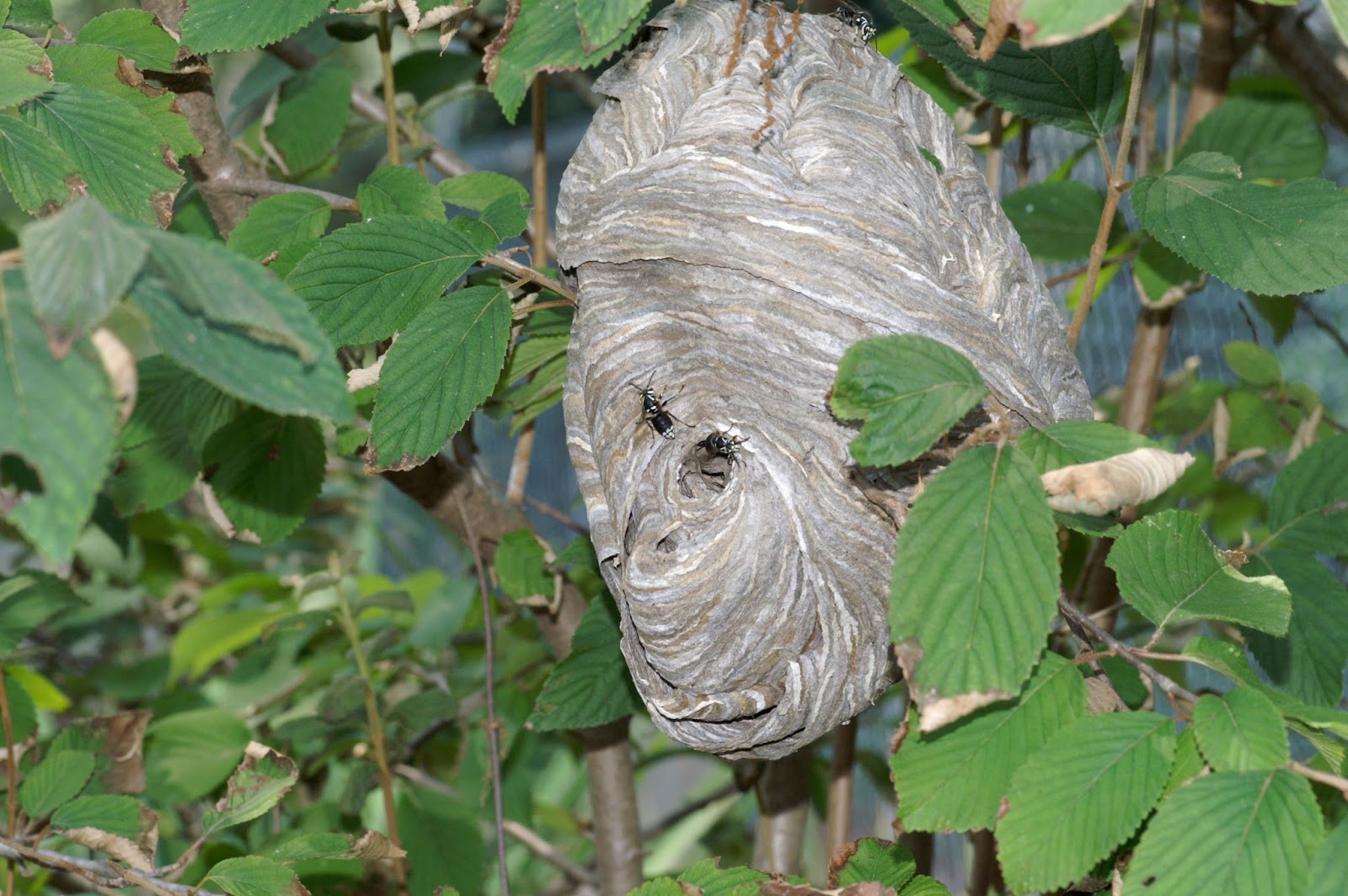 Sweating the Small Stuff 100 Common Insects of Arkansas and the