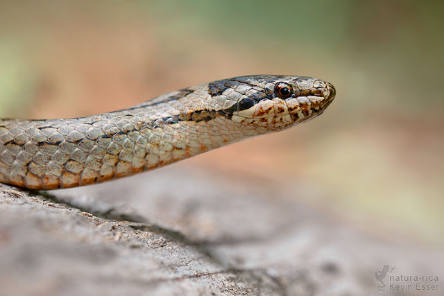 Coronella austriaca - Smooth Snake