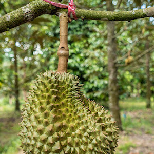 Bibit Durian Namlung