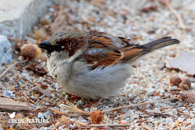 Gorrión común macho (Passer domesticus) píleo gris, colores marrones rojizos y pico corto pero robusto.