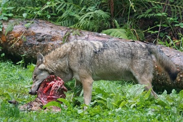alt="lobo gris comiendo carne"