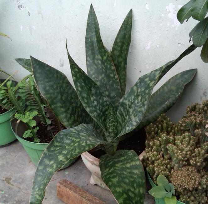 14+ Baru Gambar Tanaman Hias Daun Beserta Nama Latinnya, Tanaman Hias