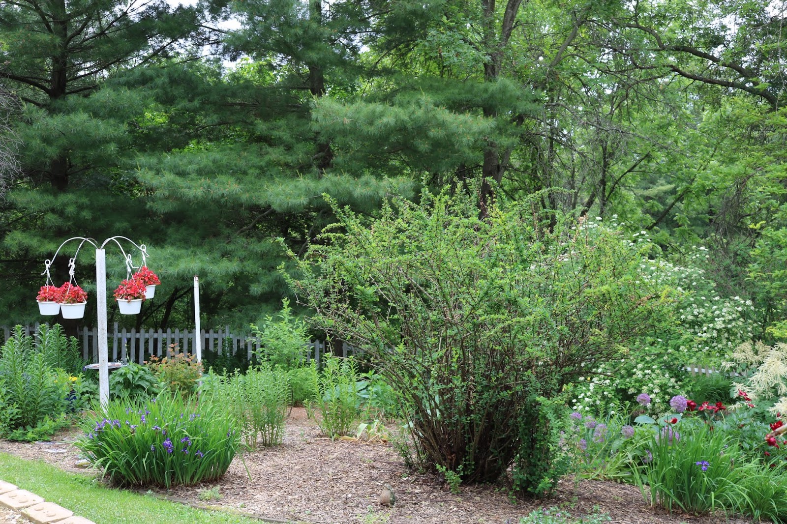 Using Georgia Native Plants Versatile Viburnums