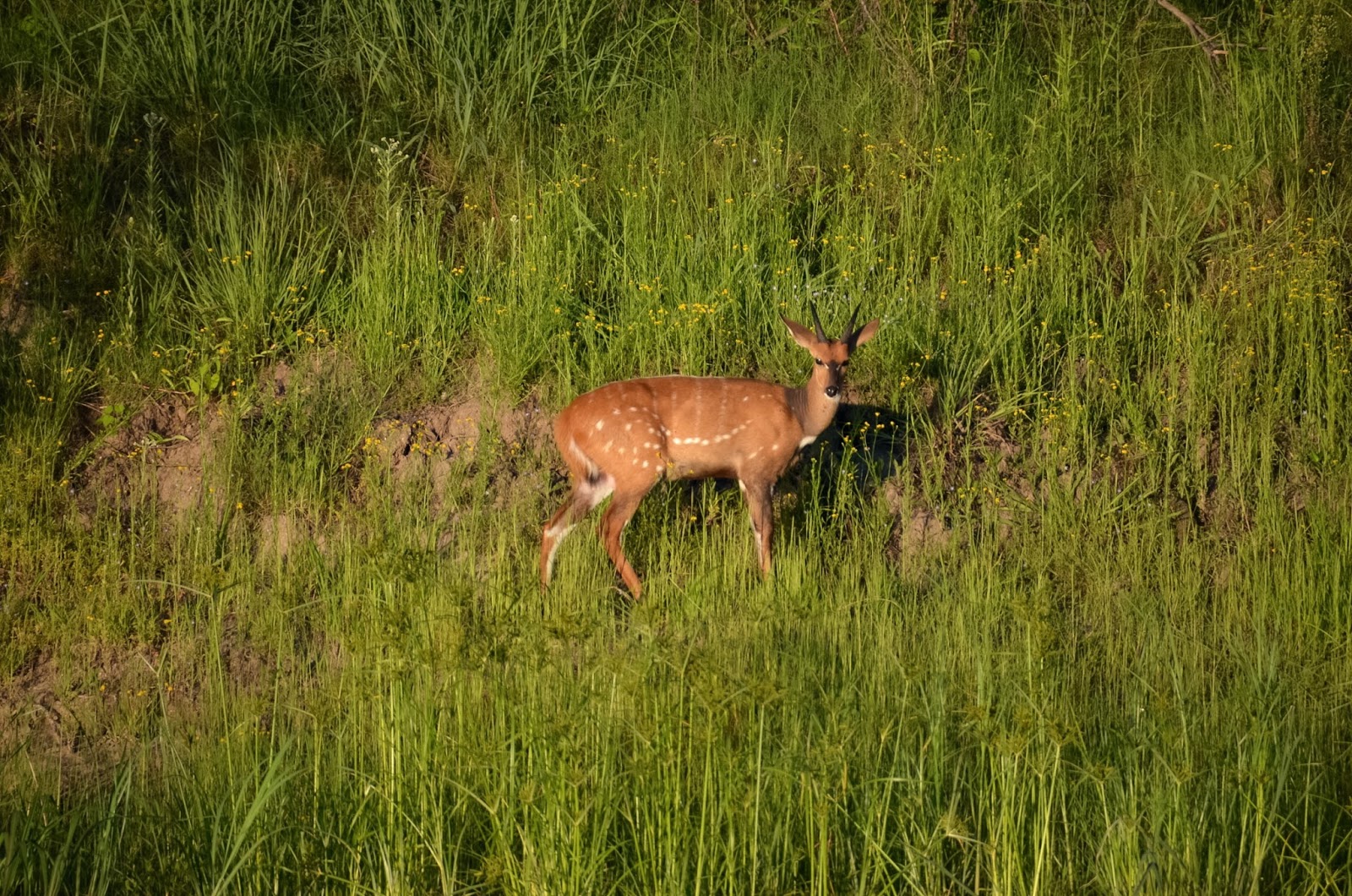 deer on the banks of the zambezi