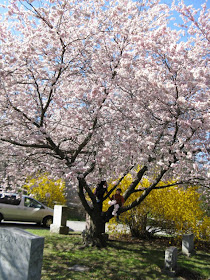 My two kids in a flowering Japanese cherry in full bloom at Mount Pleasant Cemetery by garden muses: a Toronto gardening blog