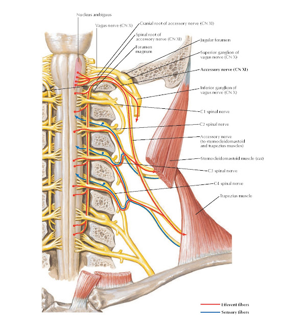 Accessory Nerve (CN XI) Schema Anatomy pediagenosis