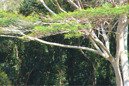 Ciri Ciri Pohon Jingjing (Falcataria moluccana) Di Alam Liar