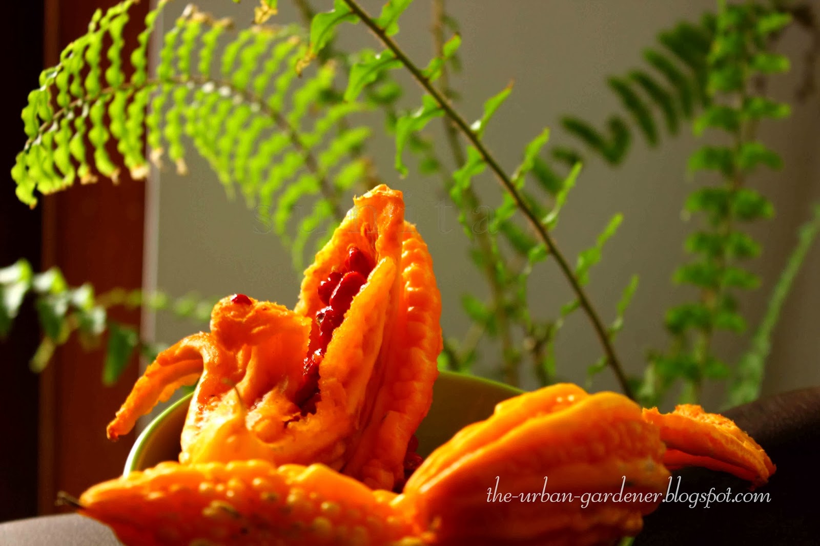 The Urban Gardener Growing Food For My Table the-urban-gardener-growing-food-for-my-table