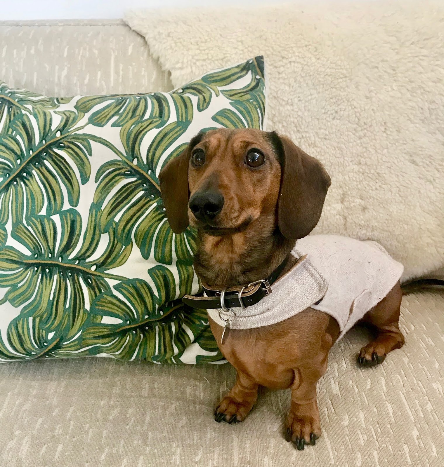 mini dachshund jackets