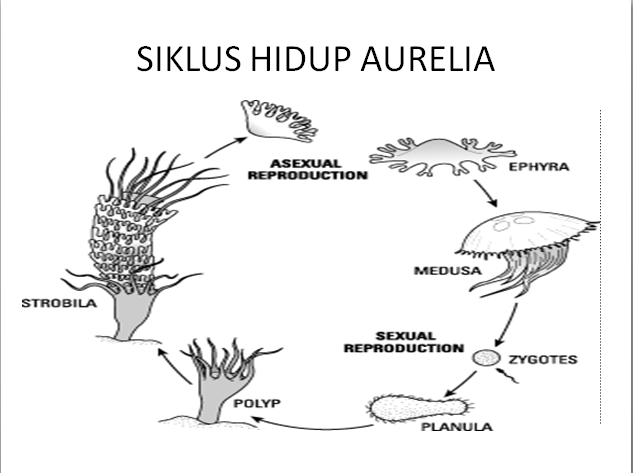 Siklus hidup Aurelia sp