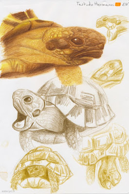 illustration tortue crayons aquarellables