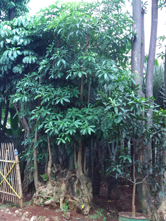 Daftar Harga Pohon Pule untuk Taman di Surabaya Garden Style