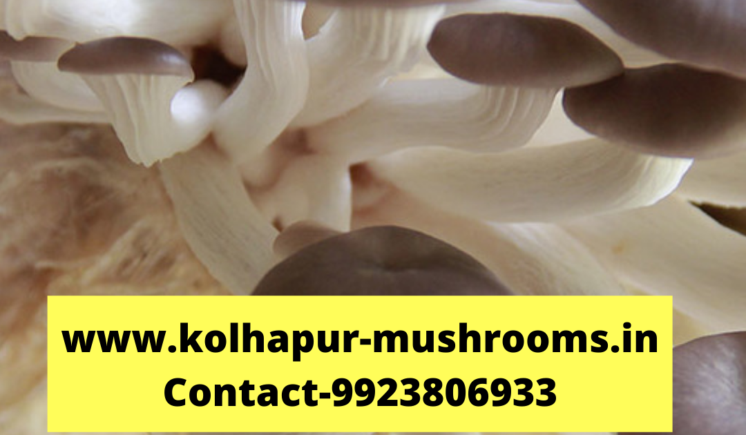 What are some little known facts about medicinal mushrooms?