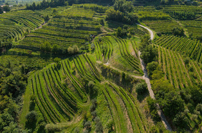 vigneti brda simcic marjan slovenia