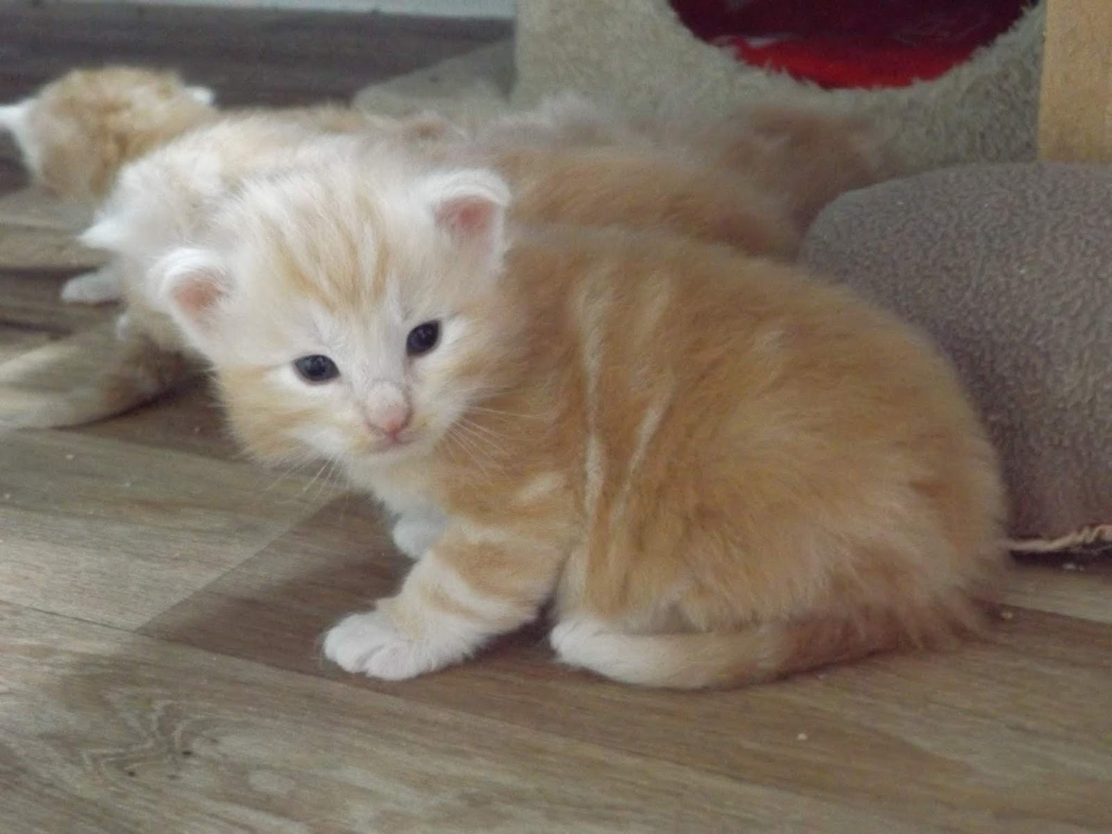 Vaidurya Norwegian Forest Cats Radha's first litter newborn