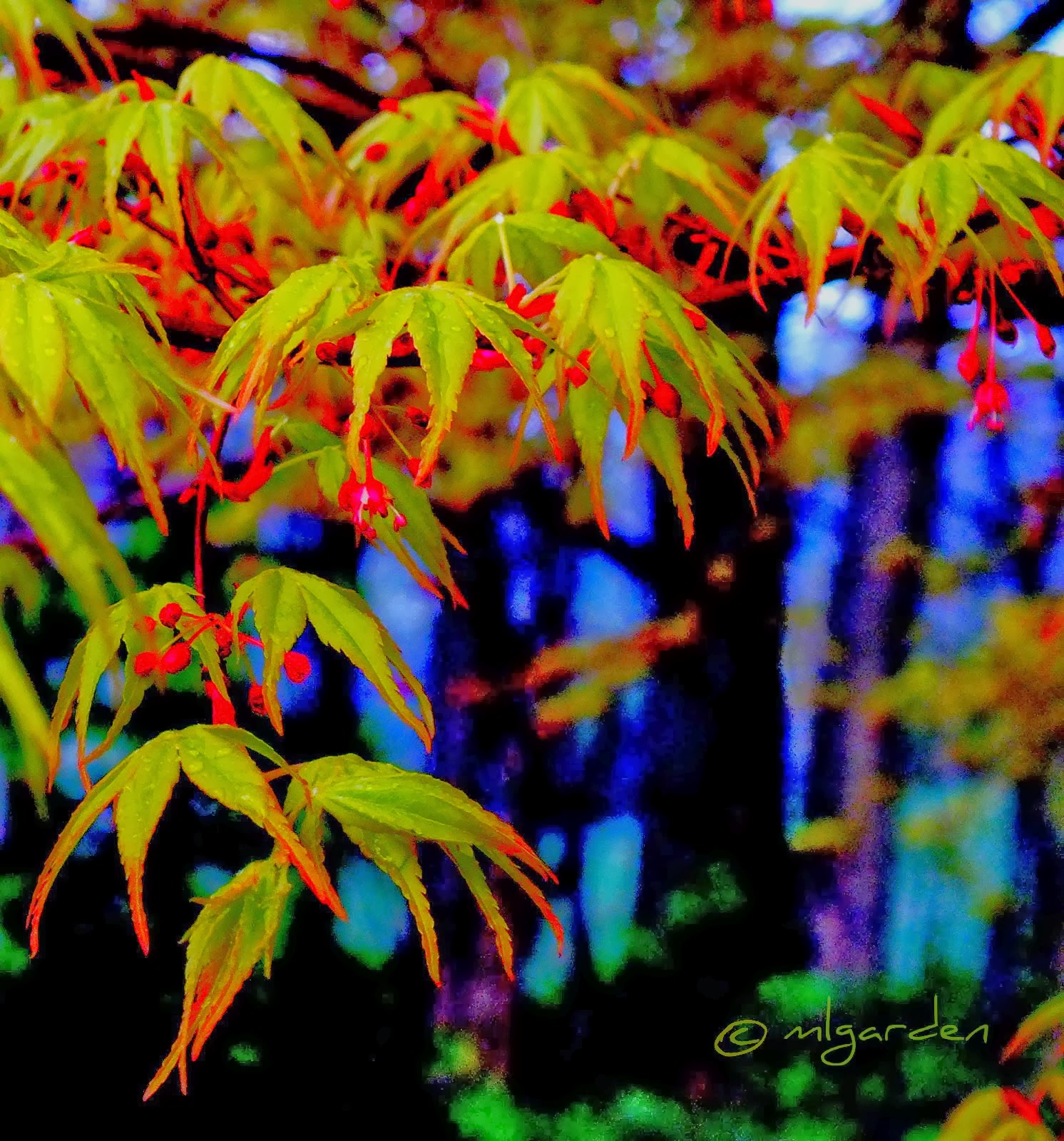 Spring foliage Japanese Maple