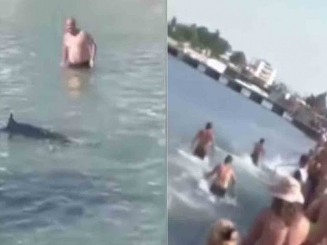 Turistas atacan a pez espada, pensaron era un tiburón