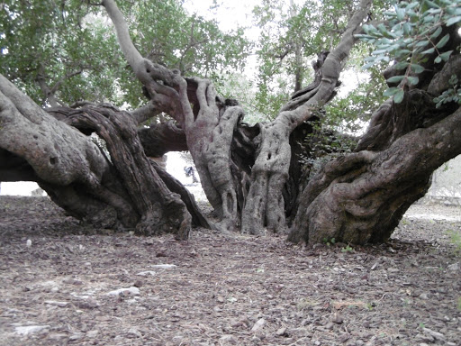 El Camí a la Vall d'Albaida la Safor i la Costera