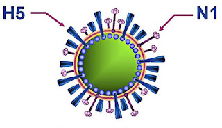 h5n1 virus