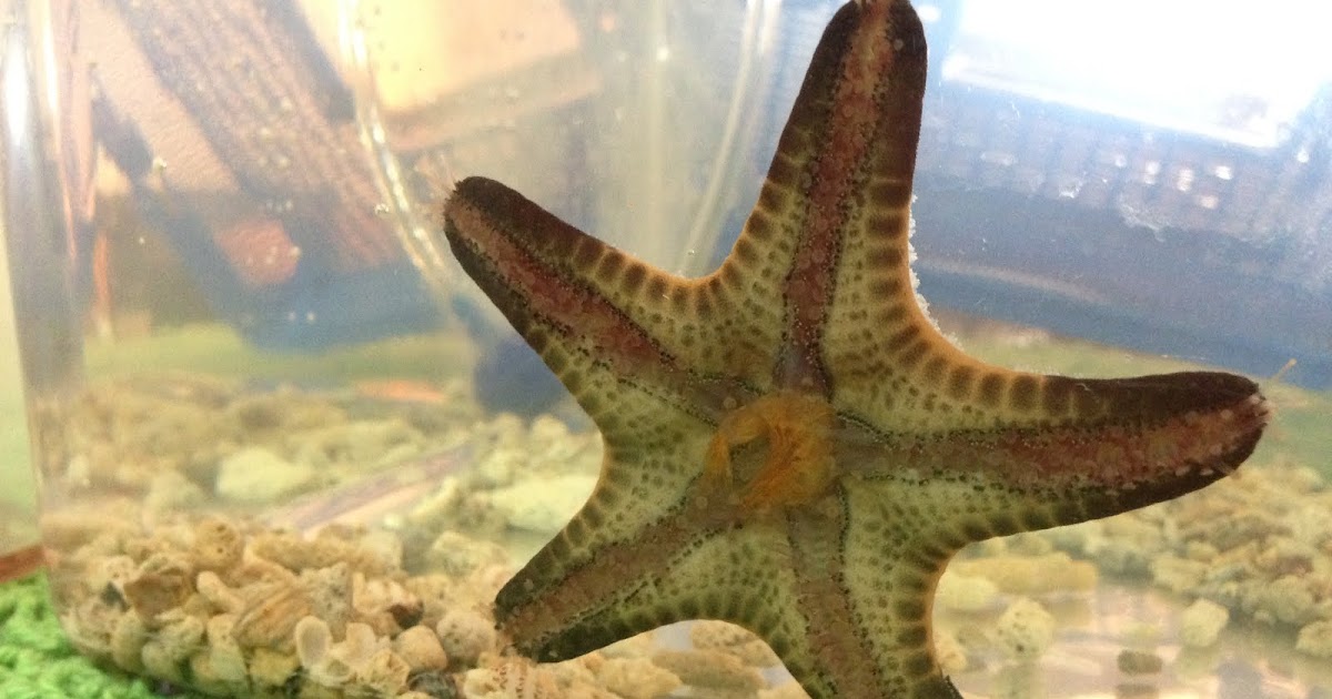Lovely Starfish: What Does Starfish Eat? What Is The Feeding Mechanism? Biology Diagrams