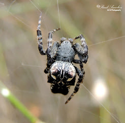 Araña ( Cyrtophora citricola )