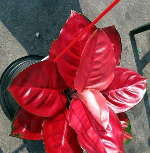 Cantik Merah Menyala Warnanya ~ Jangka Jawa