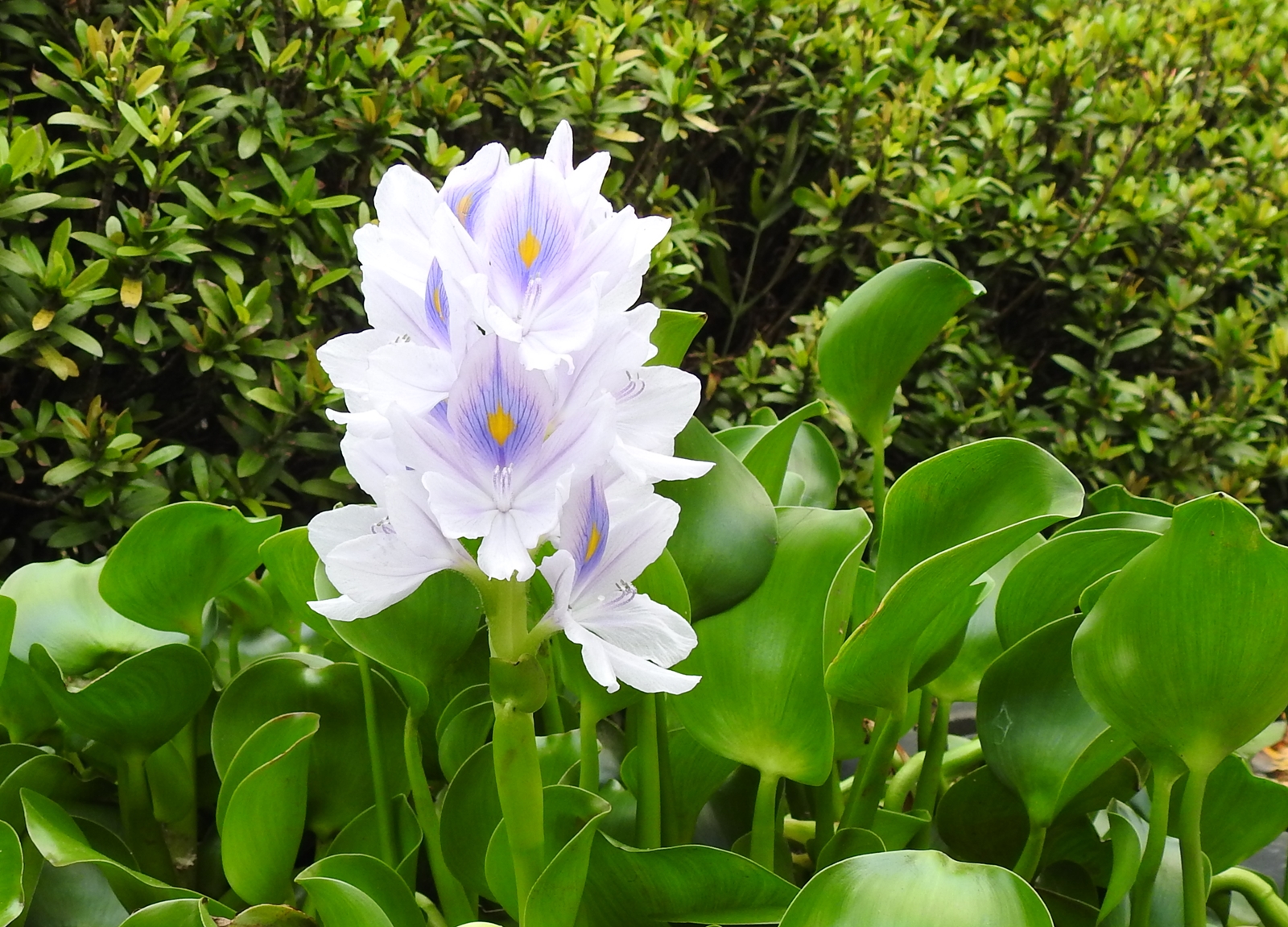 Peter S Blog 布袋蓮