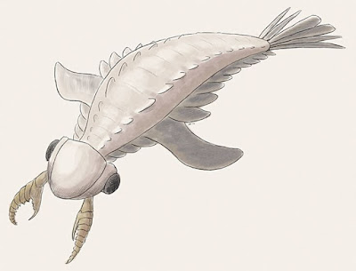 Lyrarapax cambric invertebrata